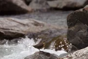 Wasseramsel. Wasseramsel.
