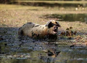 Schwimmendes Schwein in Cigoc/ Kroatien. Schwimmendes Schwein in Cigoc/ Kroatien.