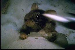 Mit findigem Einfallsreichtum verteidigt eine kleine Maus ihr lebenslanges Wohnrecht in einem alten Anwesen ...