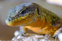 Die kroatische Adriak&uuml;ste bildet mit ihrem warmen, mediterranen Klima und den vielen Steinmauern und Felsen die idealen Voraussetzungen f&uuml;r Geckos.