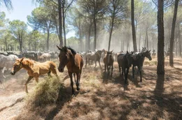 Parque Nacional de Do&ntilde;ana&ldquo; ist eines der vielseitigsten Feuchtgebiete Europas. Unter den vielen Tieren, die das Schutzgebiet bev&ouml;lkern, leben auch die Marisme&ntilde;o-Pferde.
