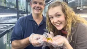 Froschforscher Brian zeigt Nina das Nationaltier Panamas: Den "Goldenen Frosch", den es in der Wildnis leider nicht mehr gibt. (Brian Gratwicke) Froschforscher Brian zeigt Nina das Nationaltier Panamas: Den "Goldenen Frosch", den es in der Wildnis leider nicht mehr gibt. (Brian Gratwicke)