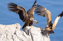 G&auml;nsegeier an der Kvarner Bucht &ndash; sie z&auml;hlen zu den wenigen Geiern weltweit, die an steilen Klippen direkt &uuml;ber dem Meer nisten.