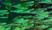 Die Mangrovenwälder sind das Jagdrevier der Sägefische. Die Mangrovenwälder sind das Jagdrevier der Sägefische.