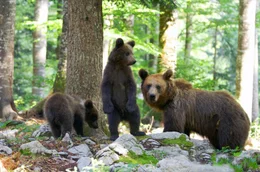 Die Braunb&auml;rpopulation im gebirgigen Hinterland Kroatiens wird auf etwa tausend Tiere gesch&auml;tzt.