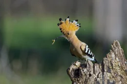 Der Wiedehopf ist an seinem Kopfschmuck gut zu erkennen. Aufgrund eines &uuml;belriechenden Sekrets, das Weibchen und Jungv&ouml;gel Angreifern entgegenspritzen, wird er auch "Stinkvogel" genannt.