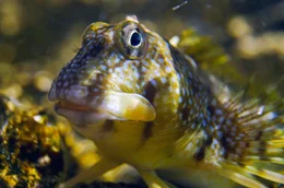Schleimfische leben in flachen K&uuml;stenbereichen, oft in Gezeitent&uuml;mpeln und sehr seichtem Wasser.