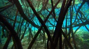 Mangrovenwurzeln unter Wasser. Mangrovenwurzeln unter Wasser.