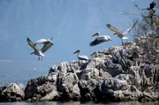 Krauskopfpelikane am Skutari-See