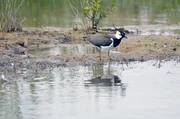 Kiebitze finden in der bayrischen Region Hallertau wertvolle Rückzugsorte. Kiebitze finden in der bayrischen Region Hallertau wertvolle Rückzugsorte.