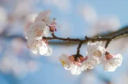 Marillenbl&uuml;te