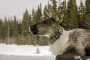 Karibus sind vor allem in den borealen Ebenen im hohen Norden Kanadas verbreitet. Karibus sind vor allem in den borealen Ebenen im hohen Norden Kanadas verbreitet.