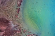 Salzseen im Andenhochland sind die Heimat von gleich drei Flamingo-Arten. Salzseen im Andenhochland sind die Heimat von gleich drei Flamingo-Arten.