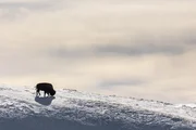 In Nordamerika wären die Bisons beinahe ausgestorben. In Nordamerika wären die Bisons beinahe ausgestorben.