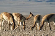 Ein verendetes Guanako ist für den Patagonischen Fuchs die Gelegenheit, richtig satt zu werden. Ein verendetes Guanako ist für den Patagonischen Fuchs die Gelegenheit, richtig satt zu werden.