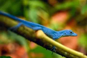 Auf Gorgona findet sich ein seltenes, g&auml;nzlich blaues Reptil, der Leguan Anolis gorgonae, der die Insel sogar im Namen tr&auml;gt.