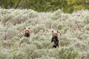 In Nordamerika sind die Grizzly-Populationen mittlerweile klein und voneinander isoliert. In Nordamerika sind die Grizzly-Populationen mittlerweile klein und voneinander isoliert.