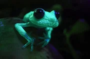Ein kleiner Frosch mit großer Strahlkraft – Tupfenlaubfrösche leuchten im Dunkeln. Ein kleiner Frosch mit großer Strahlkraft – Tupfenlaubfrösche leuchten im Dunkeln.