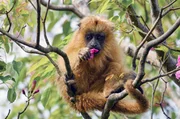 Dunkel gefärbt sind bei Schwarzen Brüllaffen nur ausgewachsene Männchen, Weibchen und Jungtiere haben ein helles Fell. Dunkel gefärbt sind bei Schwarzen Brüllaffen nur ausgewachsene Männchen, Weibchen und Jungtiere haben ein helles Fell.