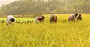 Frauen bei der Reisernte, Assam, Indien. Frauen bei der Reisernte, Assam, Indien.