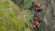 Eine Wanderin stürzt aus acht Metern Höhe in eine enge Felsspalte. Sie überlebt, ist aber verletzt. Das Sebnitzer Bergwacht-Team will sie retten, doch die Felsen stellen große Hindernisse dar. Jetzt sind die Künste und das Können der Felsretter gefragt. Die größte Herausforderung: die Patientin mithilfe von Seiltechnik und Muskelkraft so schonend und schnell wie möglich zwischen den Felsen heraus zum Rettungswagen zu bringen. Eine Wanderin stürzt aus acht Metern Höhe in eine enge Felsspalte. Sie überlebt, ist aber verletzt. Das Sebnitzer Bergwacht-Team will sie retten, doch die Felsen stellen große Hindernisse dar. Jetzt sind die Künste und das Können der Felsretter gefragt. Die größte Herausforderung: die Patientin mithilfe von Seiltechnik und Muskelkraft so schonend und schnell wie möglich zwischen den Felsen heraus zum Rettungswagen zu bringen.