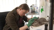 Eine besondere Form des Gedenkens ist die Tierpr&auml;paration. Trotz hoher Kosten ist Tierpr&auml;paratorin Laura Eberhardt gut ausgelastet.