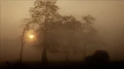 Morgennebel in Kazirangha.