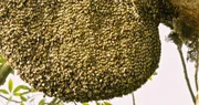 Riesenbienen in Assam, Indien. Riesenbienen in Assam, Indien.