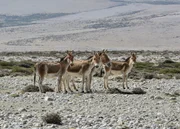 Kyang - Tibetische Wildesel. Kyang - Tibetische Wildesel.