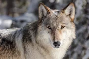 Im Yukon und den angrenzenden Nordwest-Territorien leben fast 15.000 Wölfe, etwa ein Drittel der geschätzten Gesamtpopulation in Kanada. Im Yukon und den angrenzenden Nordwest-Territorien leben fast 15.000 Wölfe, etwa ein Drittel der geschätzten Gesamtpopulation in Kanada.