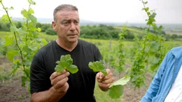 Die Weinst&ouml;cke von Winzer J&uuml;rgen Rebhann k&auml;mpfen mit den Folgen eines Fungizids, das auch in unseren Fl&uuml;ssen nachweisbar ist und toxische Nebenwirkungen hat.; WDR Fernsehen UNSERE FL&Uuml;SSE &ndash; WIE RETTEN WIR DEUTSCHLANDS LEBENSADERN?, "Aus der Reihe &bdquo;WDR Story&ldquo;", am Mittwoch (13.11.24) um 22:15 Uhr. Die Weinst&ouml;cke von Winzer J&uuml;rgen Rebhann k&auml;mpfen mit den Folgen eines Fungizids, das auch in unseren Fl&uuml;ssen nachweisbar ist und toxische Nebenwirkungen hat. &copy; WDR/Ingo Mende, honorarfrei - Verwendung gem&auml;&szlig; der AGB im engen inhaltlichen, redaktionellen Zusammenhang mit genannter WDR-Sendung bei Nennung "Bild: WDR/Ingo Mende" (S2+). WDR Kommunikation/Redaktion Bild, K&ouml;ln, Tel: 0221/220 -7132 oder -7133, Fax: -777132, bildkommunikation@wdr.de