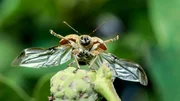 Ein Eichelbohrer (Curculio glandium) vor dem Abflug Ein Eichelbohrer (Curculio glandium) vor dem Abflug