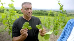 Die Weinst&ouml;cke von Winzer J&uuml;rgen Rebhann k&auml;mpfen mit den Folgen eines Fungizids, das auch in unseren Fl&uuml;ssen nachweisbar ist und toxische Nebenwirkungen hat.; WDR Fernsehen UNSERE FL&Uuml;SSE &ndash; WIE RETTEN WIR DEUTSCHLANDS LEBENSADERN?, "Aus der Reihe &bdquo;WDR Story&ldquo;", am Mittwoch (13.11.24) um 22:15 Uhr. Die Weinst&ouml;cke von Winzer J&uuml;rgen Rebhann k&auml;mpfen mit den Folgen eines Fungizids, das auch in unseren Fl&uuml;ssen nachweisbar ist und toxische Nebenwirkungen hat. &copy; WDR/Ingo Mende, honorarfrei - Verwendung gem&auml;&szlig; der AGB im engen inhaltlichen, redaktionellen Zusammenhang mit genannter WDR-Sendung bei Nennung "Bild: WDR/Ingo Mende" (S2+). WDR Kommunikation/Redaktion Bild, K&ouml;ln, Tel: 0221/220 -7132 oder -7133, Fax: -777132, bildkommunikation@wdr.de