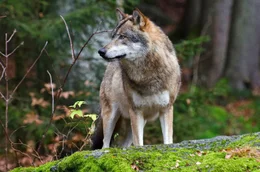 Der Wolf ist zur&uuml;ck in Deutschland.