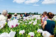 Im „Verein für Tschechischen Blaumohn“ tauschen sich die Mitglieder regelmäßig über neue Anbaumethoden und Schädlingsbekämpfungsmaßnahmen aus. Im „Verein für Tschechischen Blaumohn“ tauschen sich die Mitglieder regelmäßig über neue Anbaumethoden und Schädlingsbekämpfungsmaßnahmen aus.
