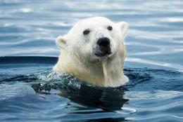 Die Aussichten f&uuml;r den Eisb&auml;ren sind d&uuml;ster - der Grund ist der R&uuml;ckgang des Meereises in der Arktis