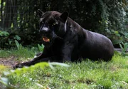 Jaguar Petra geh&ouml;rt zu den &auml;ltesten Tieren der Wilhelma und kennt alle Tricks und m&ouml;glichen &Uuml;berraschungen.