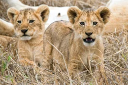 L&ouml;wenbabies in der Serengeti.