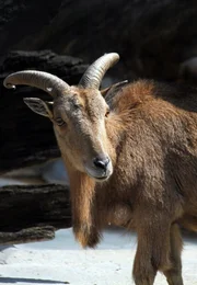 Nachwuchs bei den Mähnenschafen der Wilhelma. Sie sind Mitbewohner der Felsenanlage. Nachwuchs bei den Mähnenschafen der Wilhelma. Sie sind Mitbewohner der Felsenanlage.