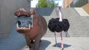 Ohne Musik geht es nicht! Das Nilpferd und der Strau&szlig; bringen das notwendige Equipment ...