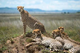 Geparden in der Serengeti.