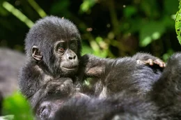 Bergorilla-Nachwuchs in Uganda.