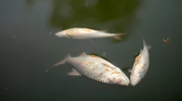 Tote Fische im Berliner Landwehrkanal nach Starkregen