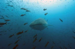 Der Walhai ern&auml;hrt sich trotz seiner enormen Gr&ouml;&szlig;e von zehn bis zw&ouml;lf Metern L&auml;nge ausschlie&szlig;lich von Plankton, Fischlarven und kleinen Schwarmfischen.