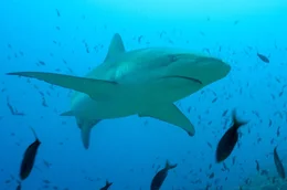 Der Gal&aacute;pagoshai wurde erstmals in der N&auml;he der Gal&aacute;pagos-Inseln wissenschaftlich erfasst, kommt jedoch weltweit in tropischen Gew&auml;ssern vor.
