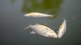 Tote Fische im Berliner Landwehrkanal nach Starkregen