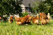 Free range organic chickens poultry in a country farm Free range organic chickens poultry in a country farm