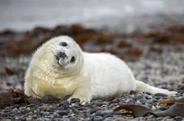 Kegelrobbenbaby auf Helgoland.