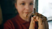 Lina hält ein Wandelndes Blatt im Insektenhaus des Zoos in Leipzig. Lina hält ein Wandelndes Blatt im Insektenhaus des Zoos in Leipzig.