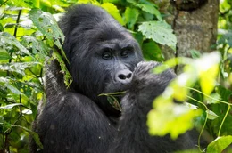 Bergorilla in Uganda.
